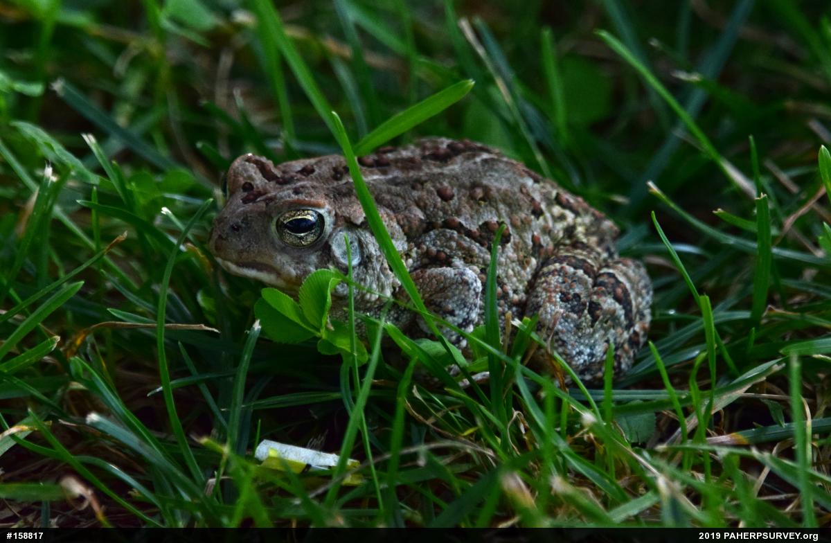 Eastern American Toad