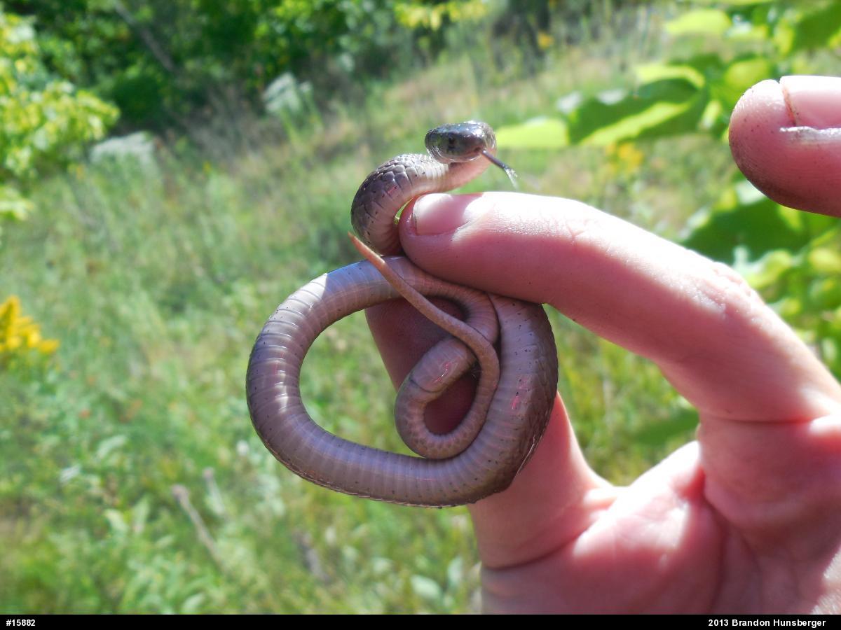 Dekay's Brownsnake