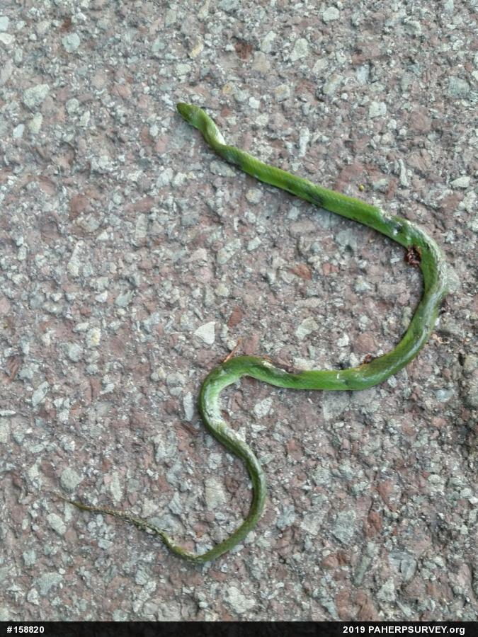 Smooth Greensnake