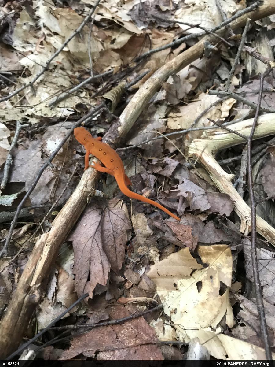Red-spotted Newt