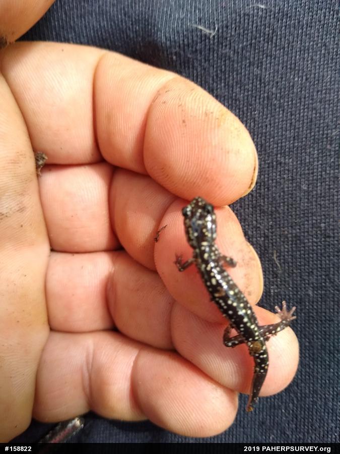 Northern Slimy Salamander