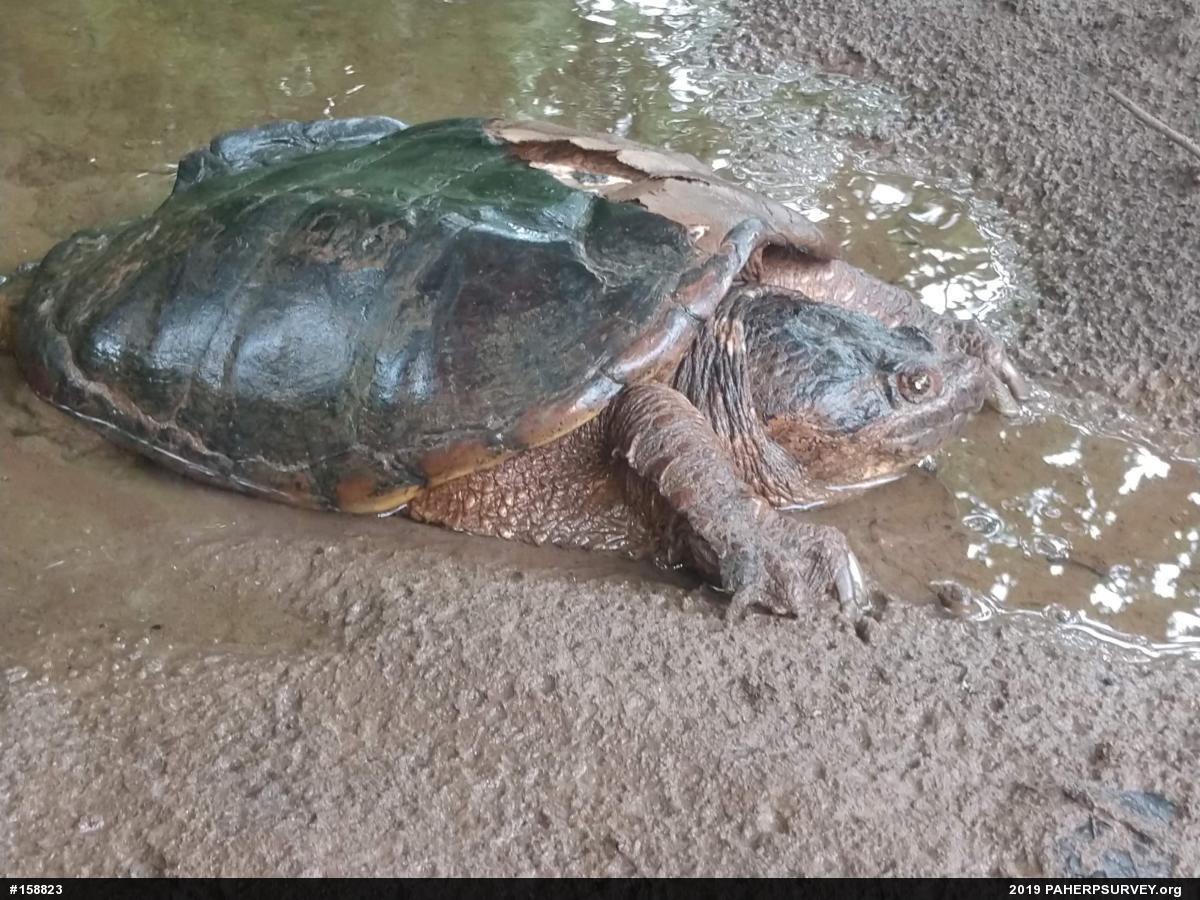 Snapping Turtle