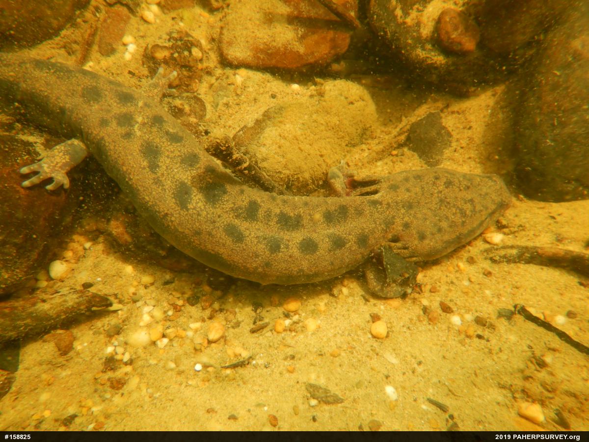 Common Mudpuppy