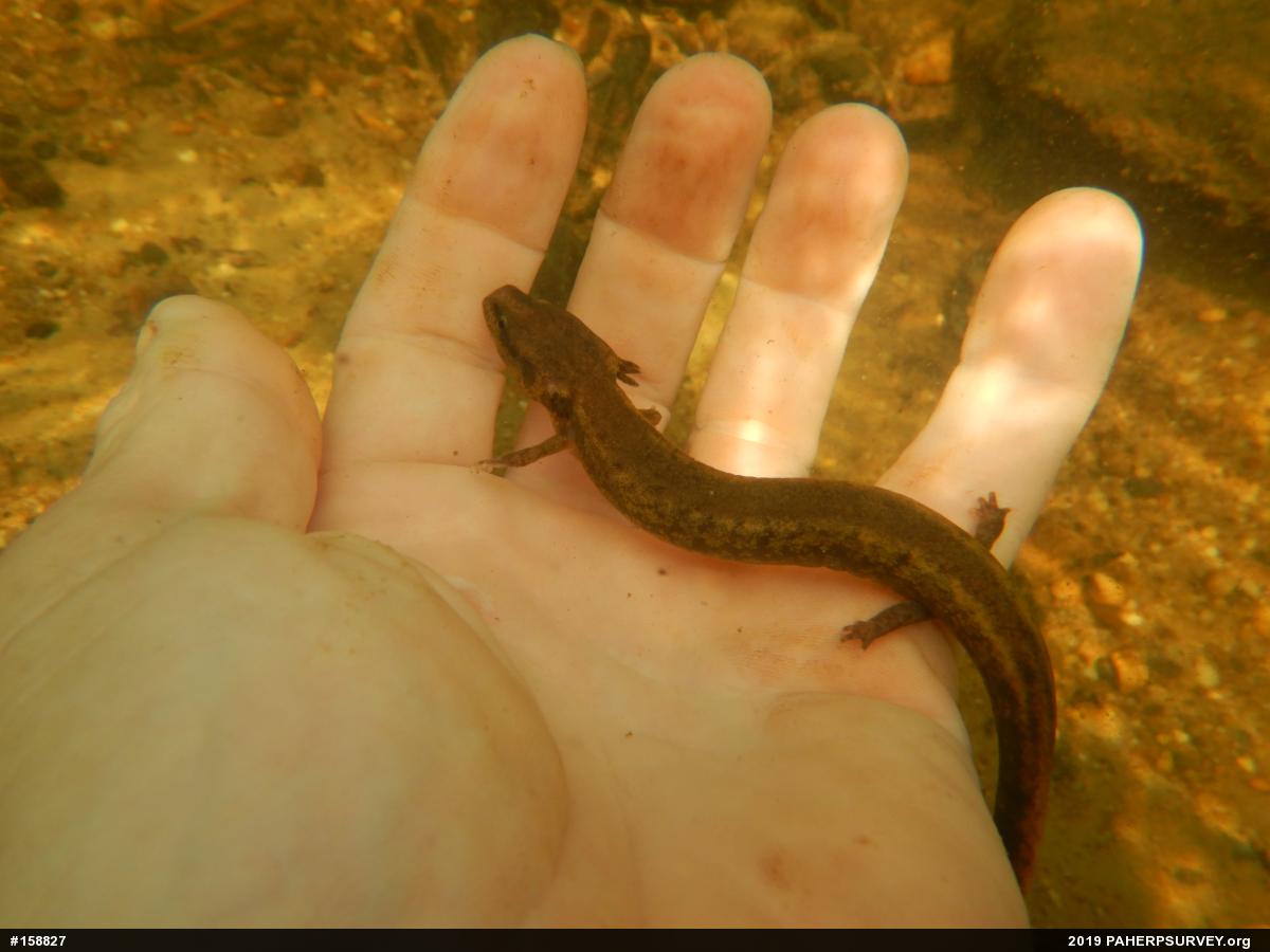 Common Mudpuppy