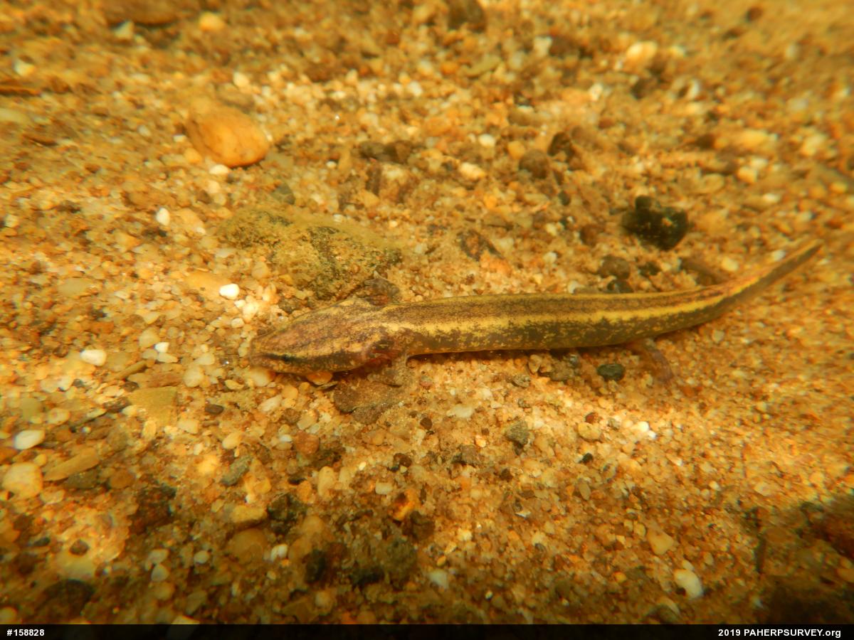 Common Mudpuppy