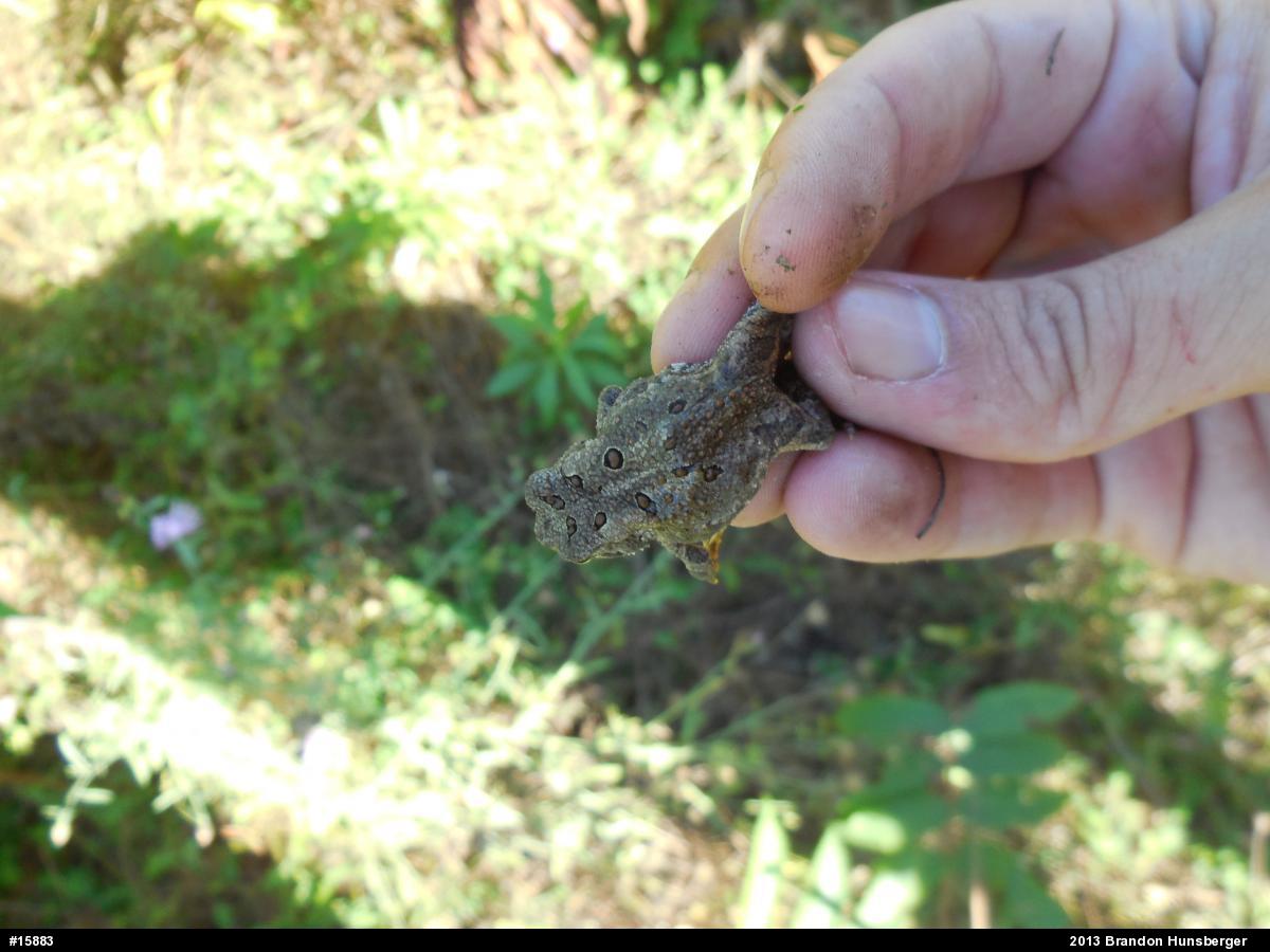 Eastern American Toad