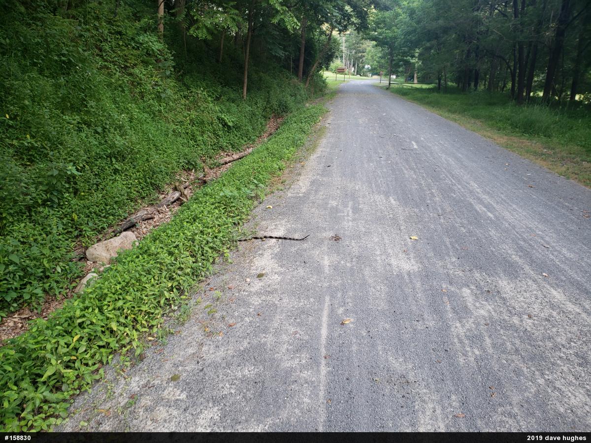 Eastern Ratsnake