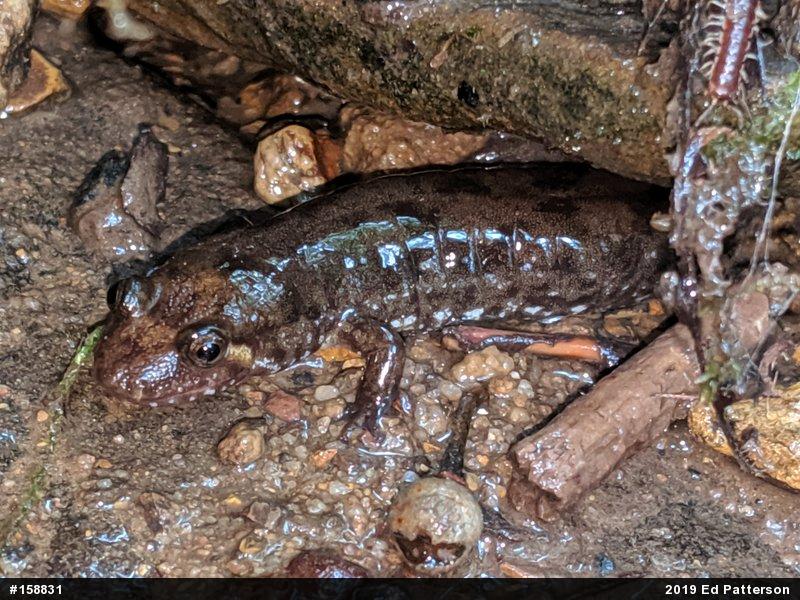 Seal Salamander