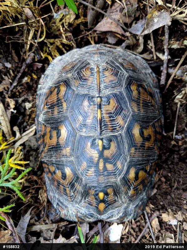 Eastern Box Turtle