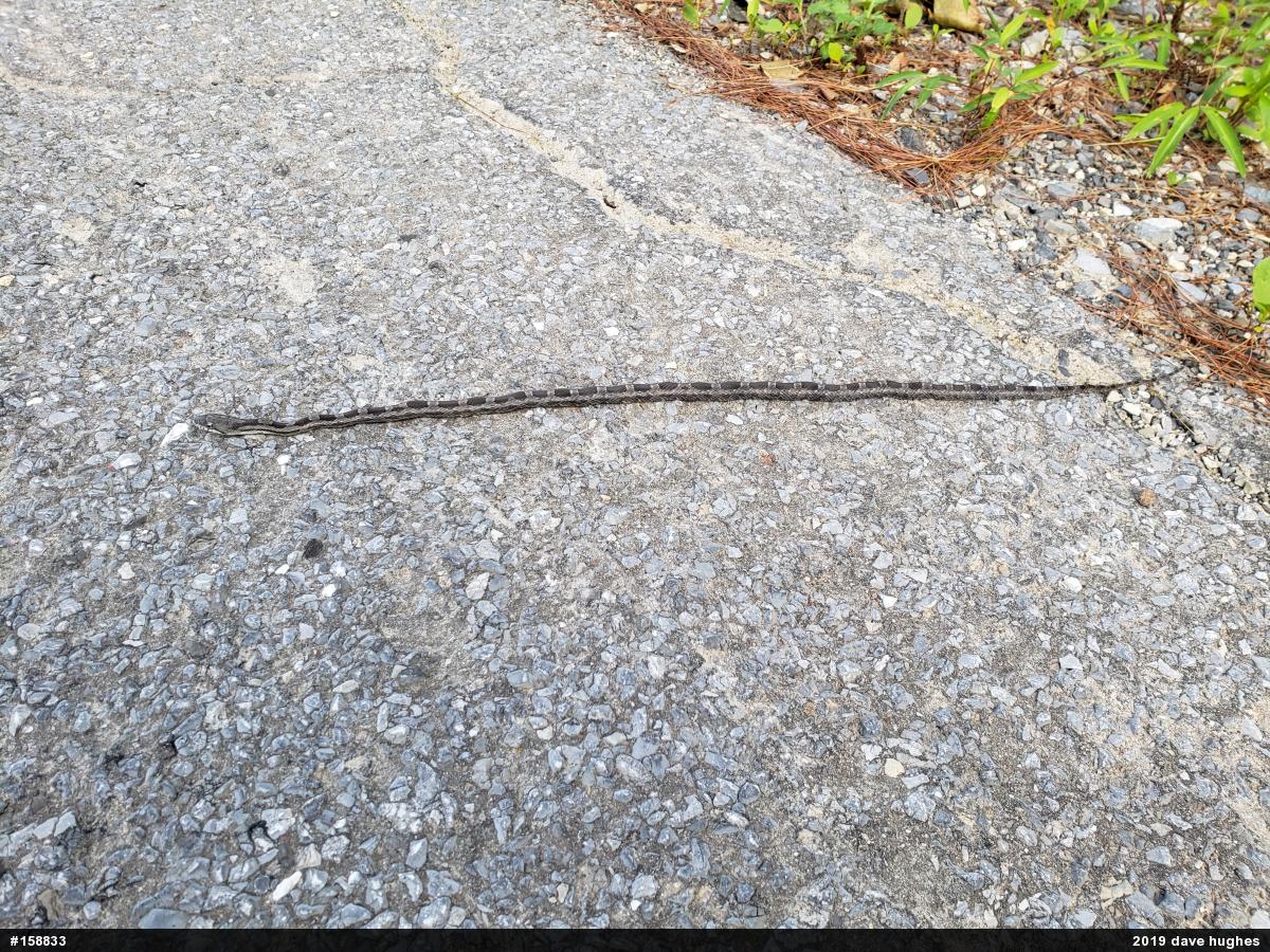 Eastern Ratsnake