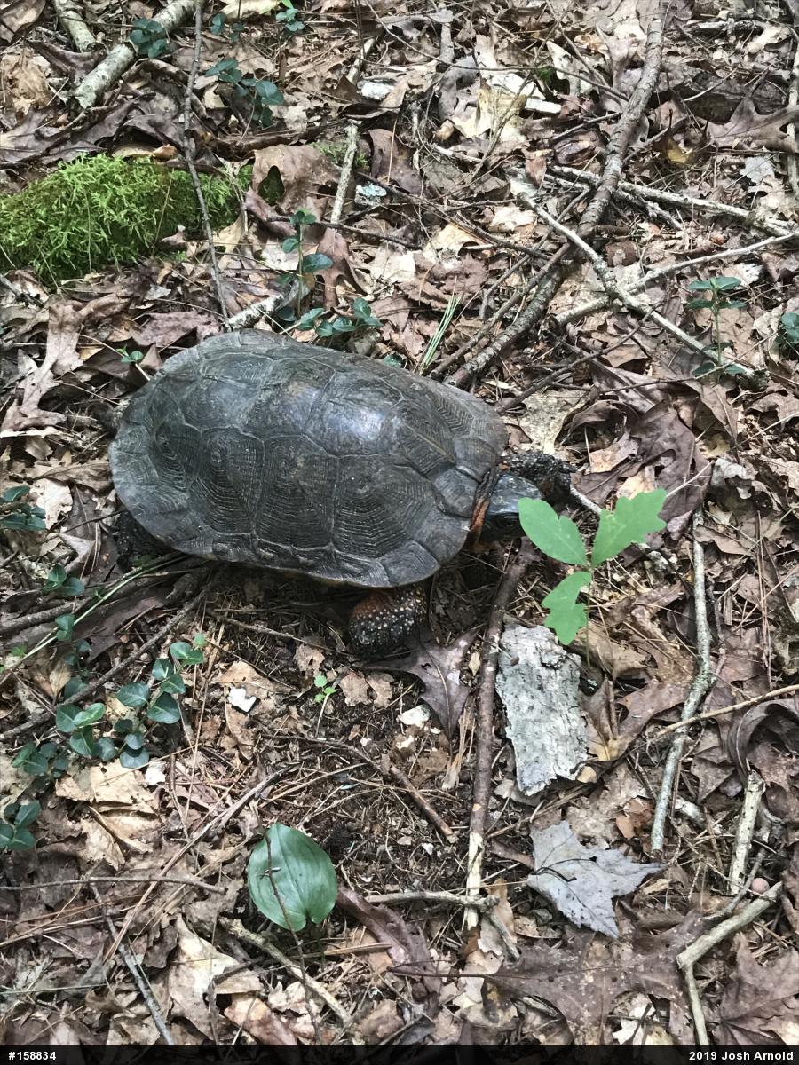Wood Turtle