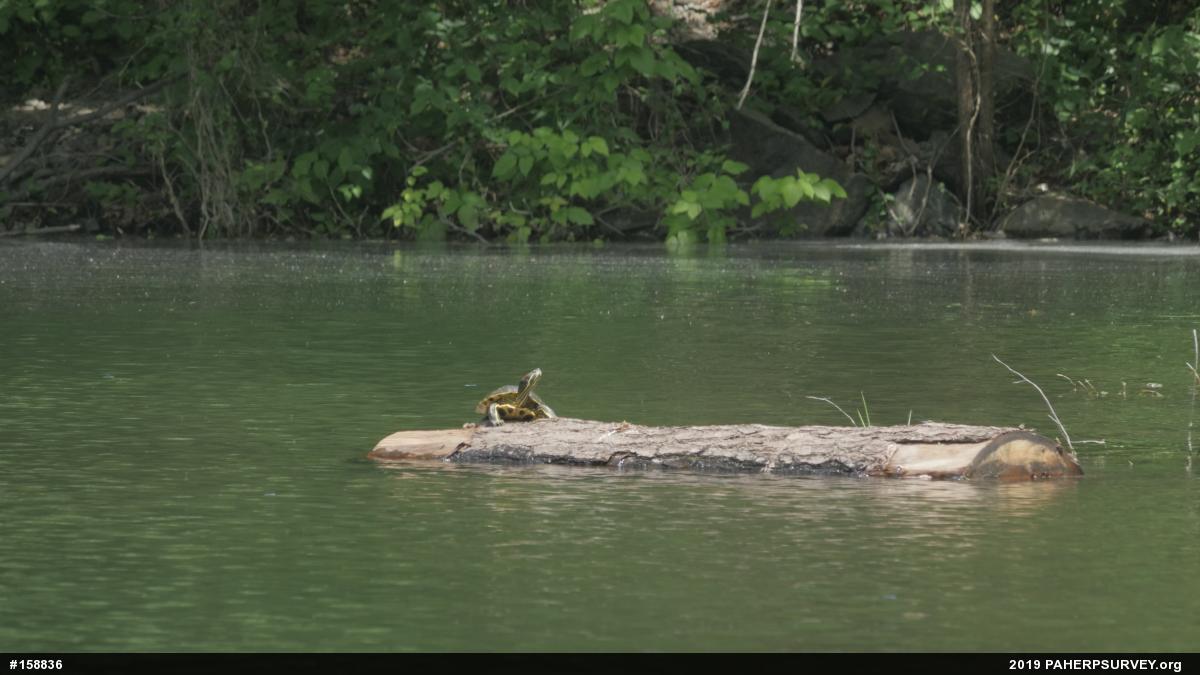Red-eared Slider