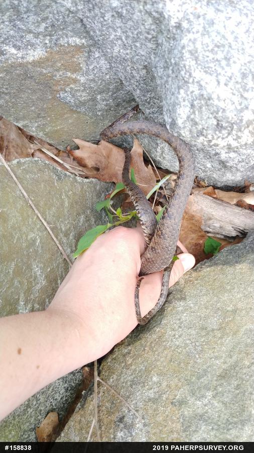 Northern Watersnake