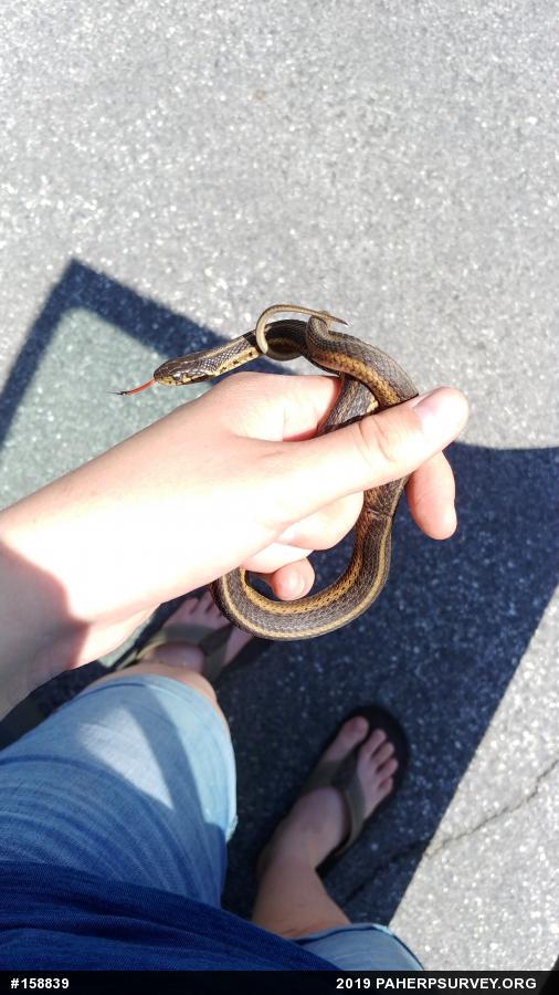 Eastern Gartersnake