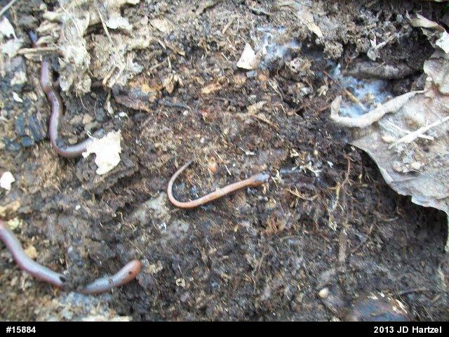 Eastern Red-backed  Salamander