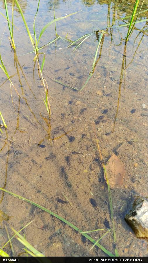 Eastern American Toad