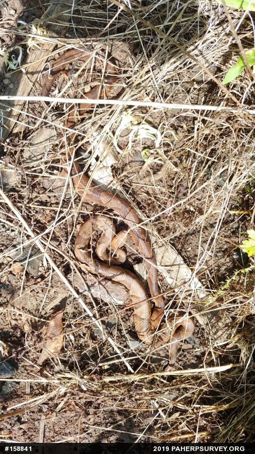 Northern Copperhead