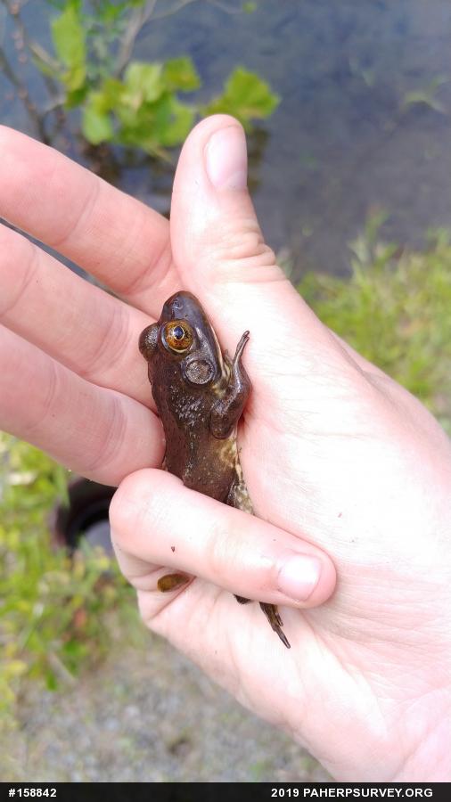 American Bullfrog