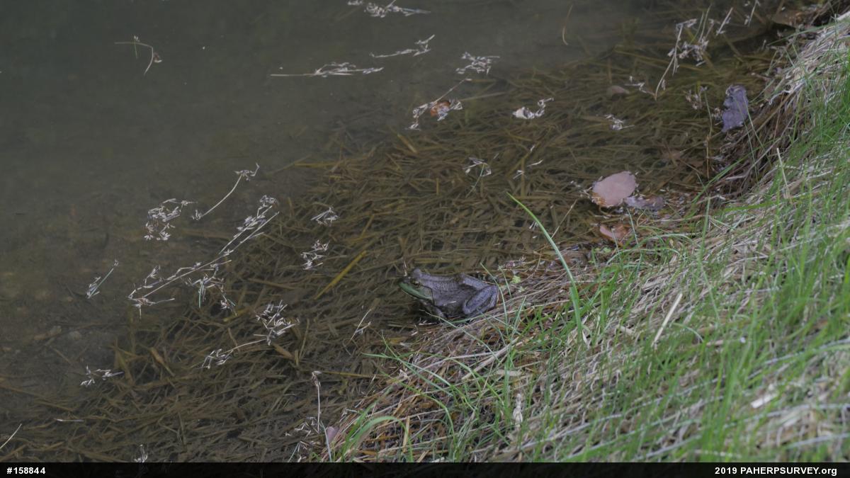 American Bullfrog