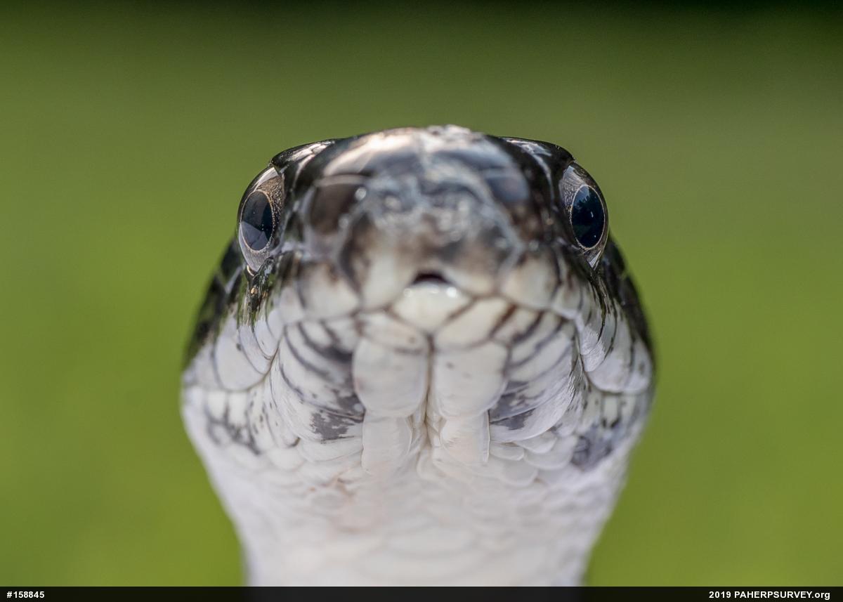 Eastern Ratsnake