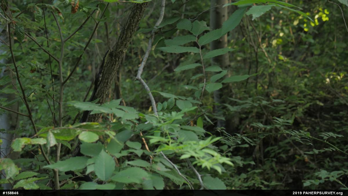 Eastern Ratsnake