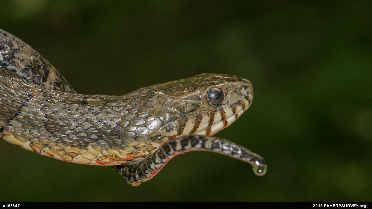 Northern Watersnake