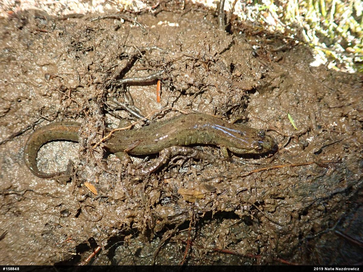 Northern Dusky Salamander