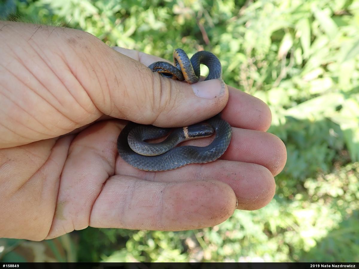 Northern Ring-necked Snake