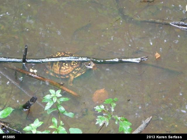 Eastern Box Turtle