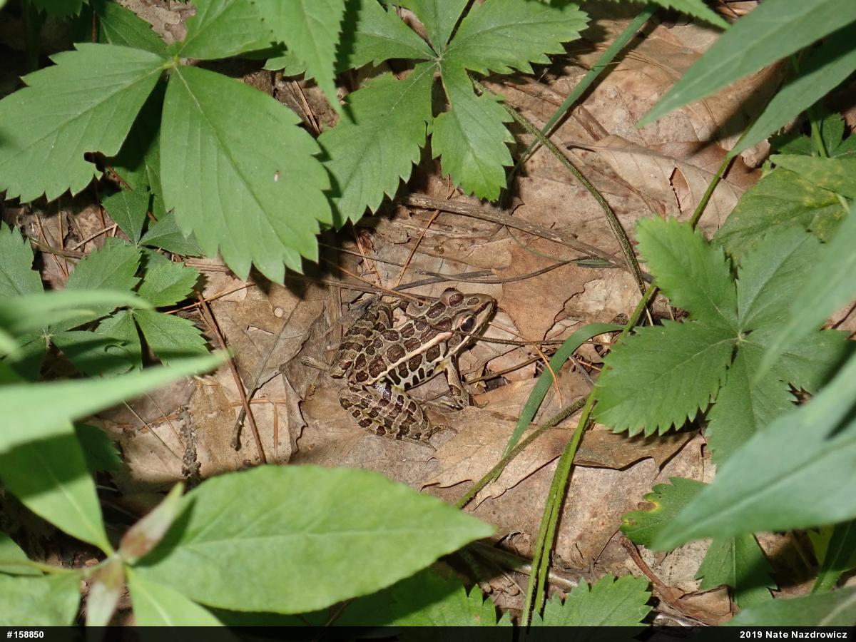 Pickerel Frog