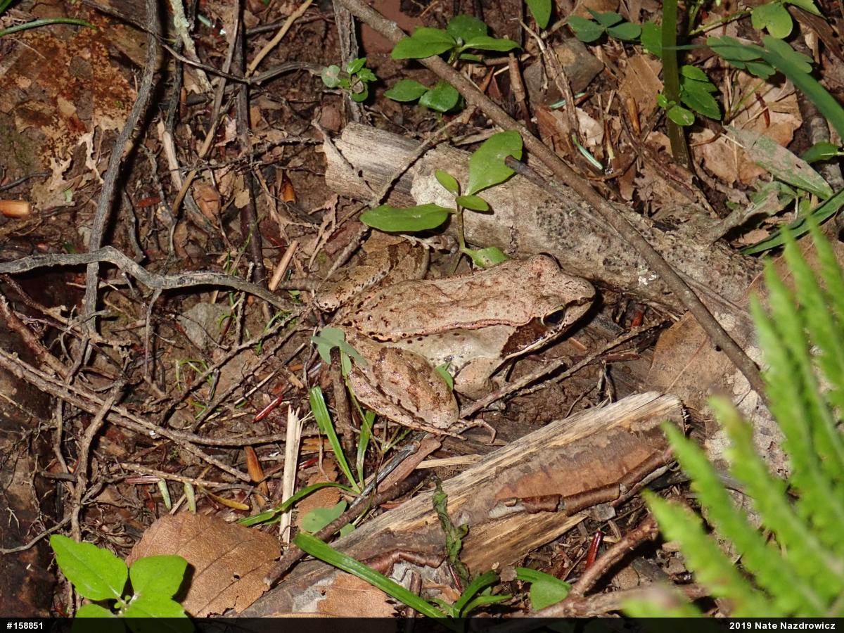 Wood Frog