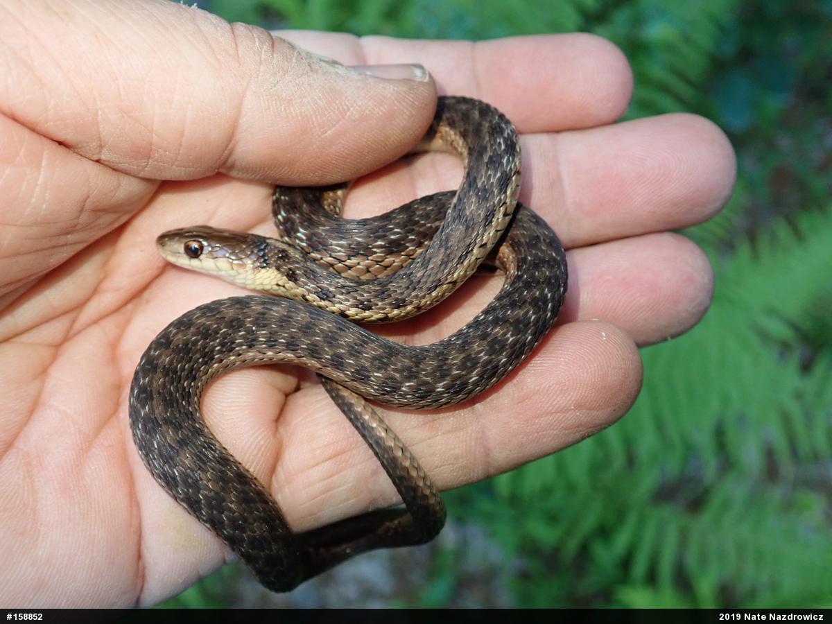 Eastern Gartersnake