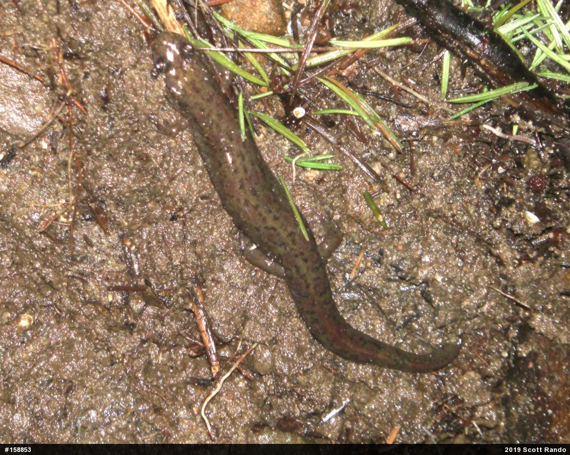 Northern Dusky Salamander