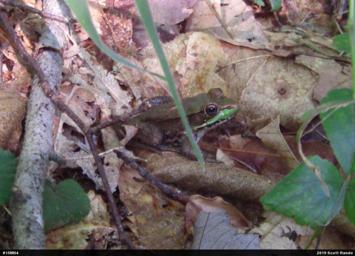 Green Frog