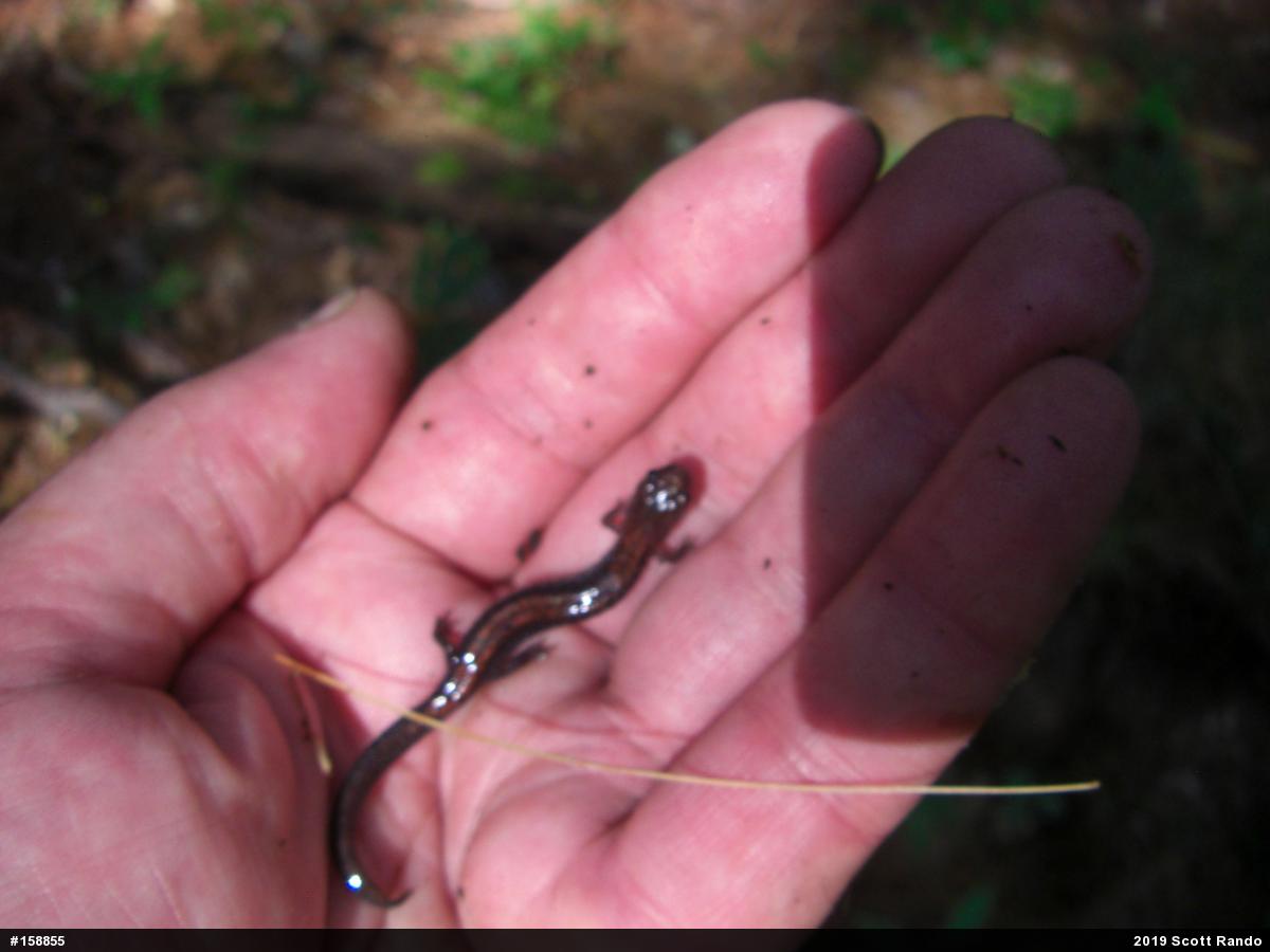 Eastern Red-backed  Salamander
