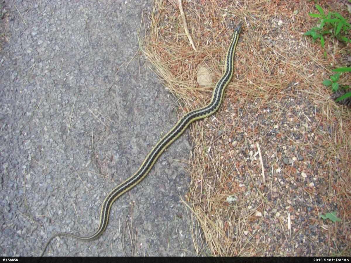 Eastern Gartersnake