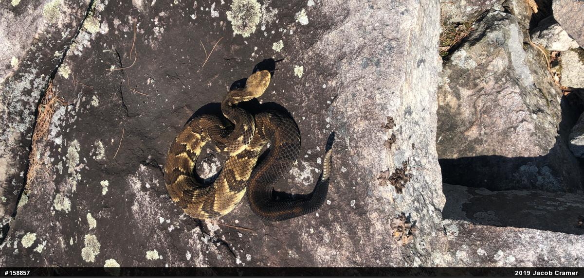 Timber Rattlesnake