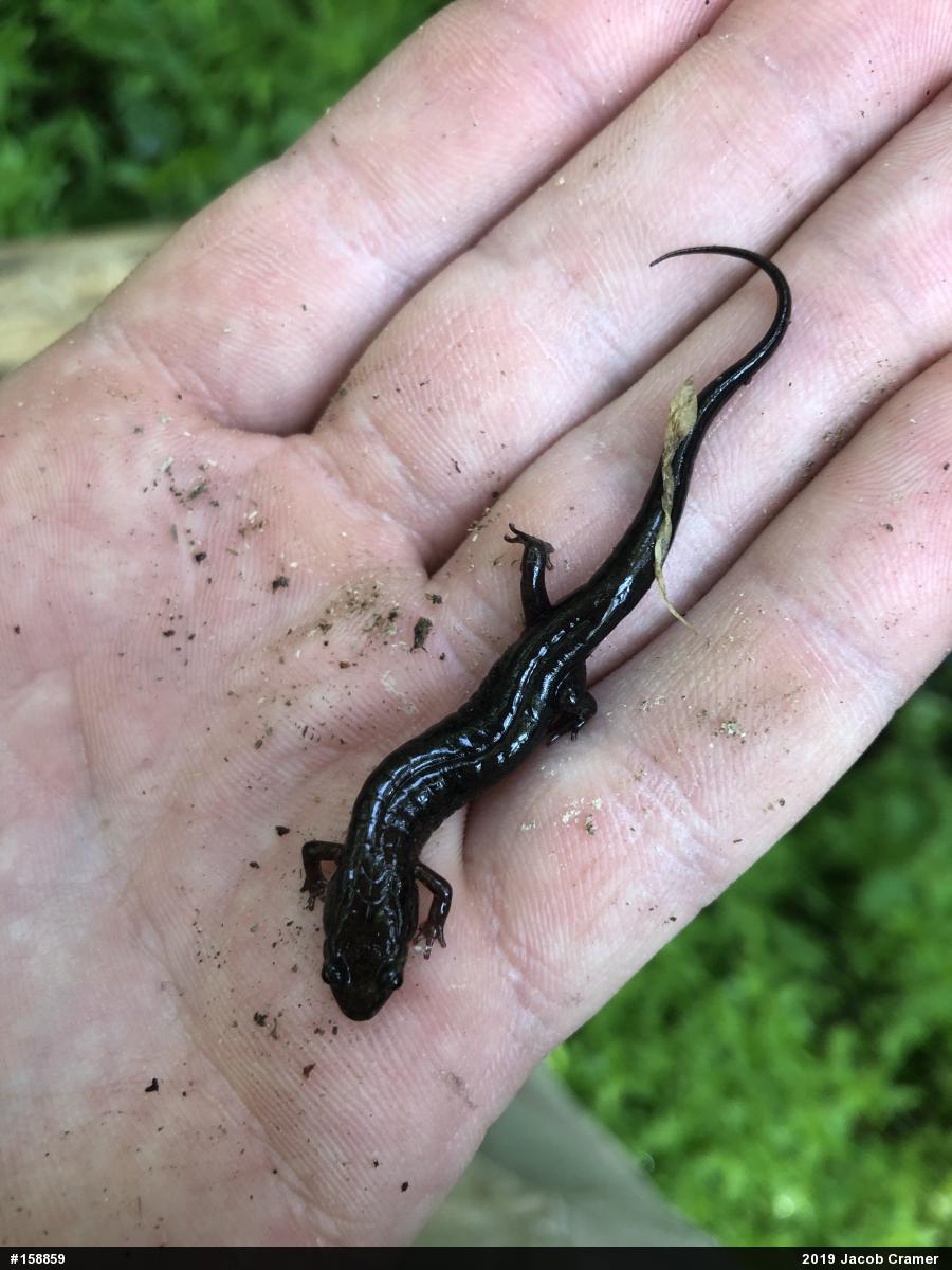Allegheny Mountain Dusky Salamander