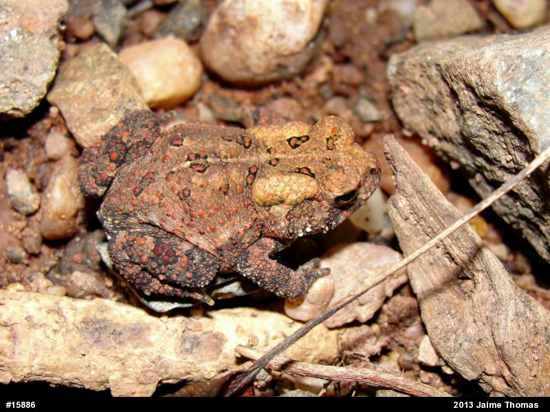 Eastern American Toad