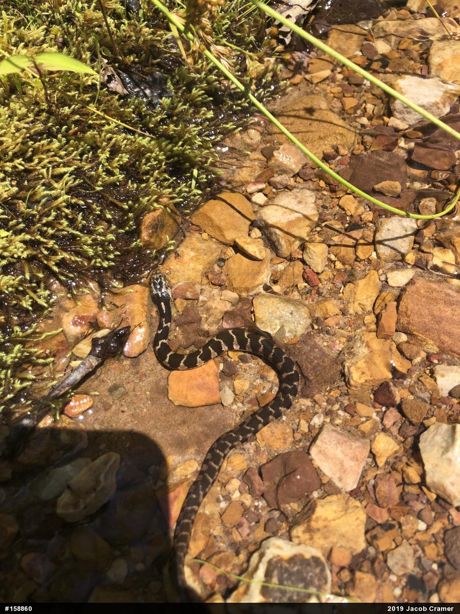 Northern Watersnake