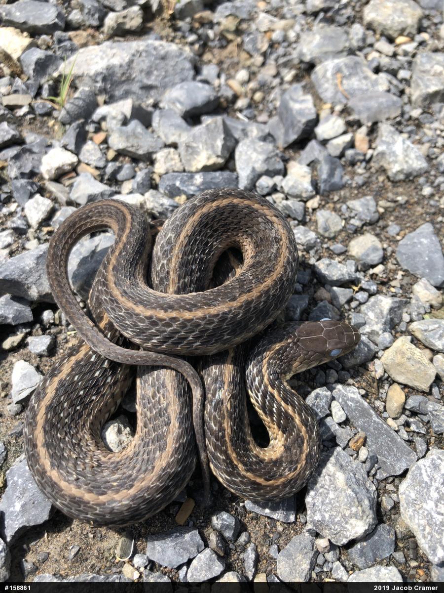 Eastern Gartersnake