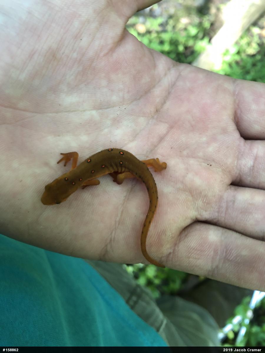 Red-spotted Newt