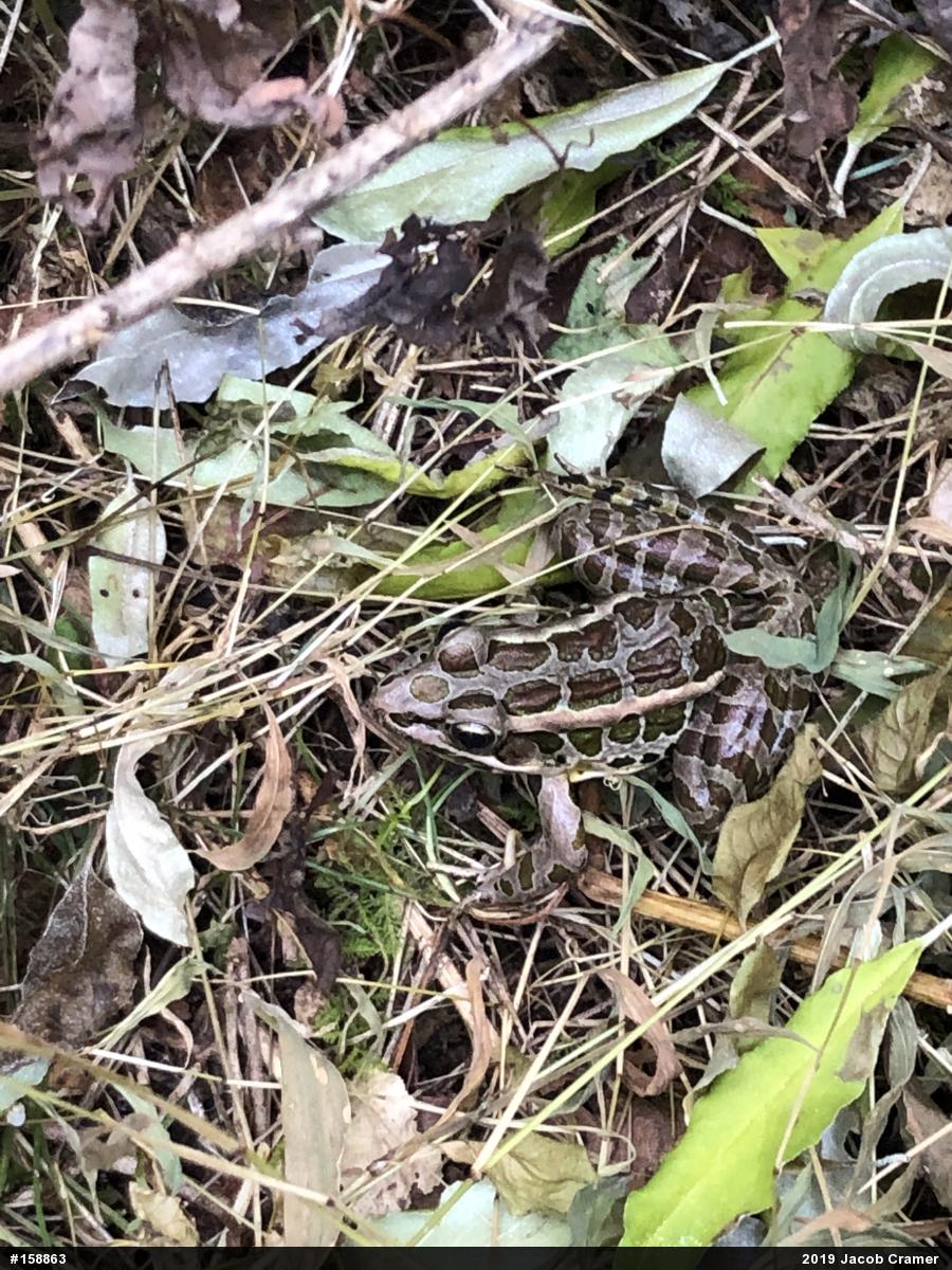 Pickerel Frog