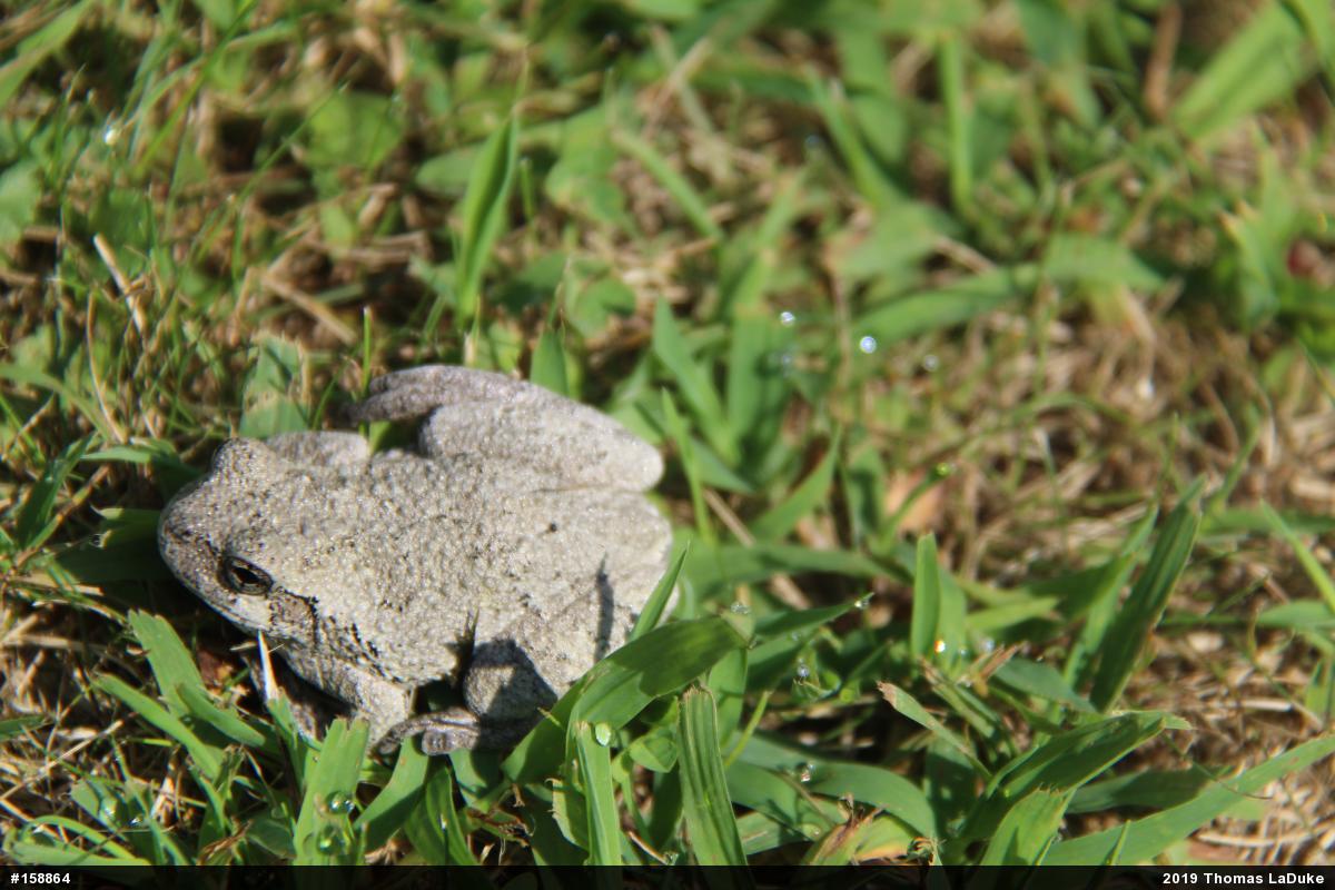 Unknown Gray Treefrog