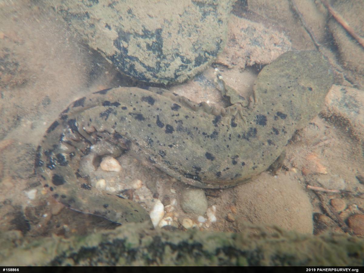 Eastern Hellbender