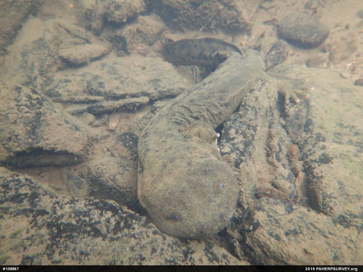 Eastern Hellbender