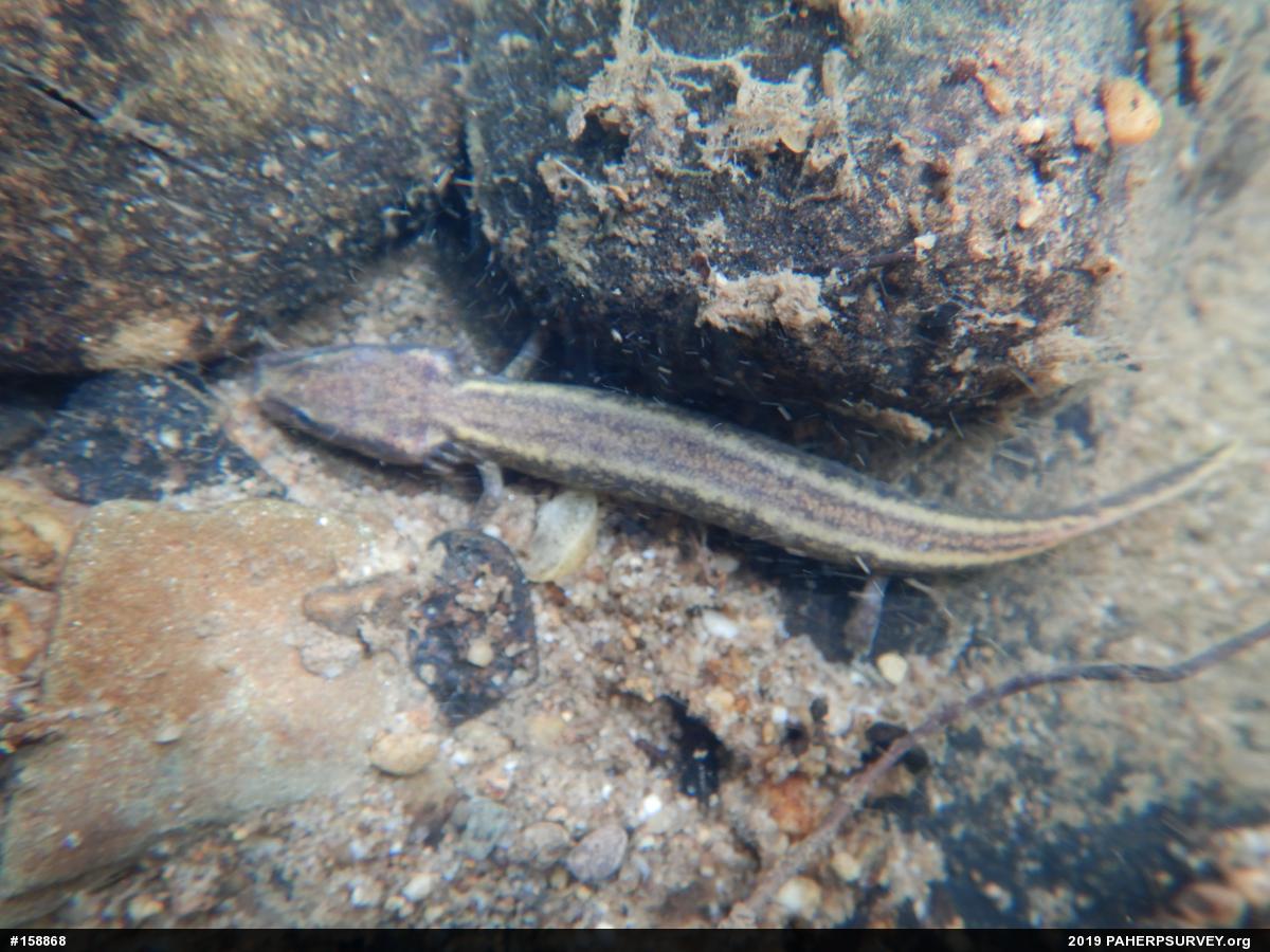 Common Mudpuppy