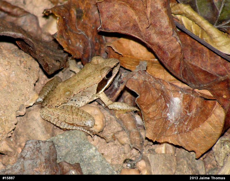 Wood Frog