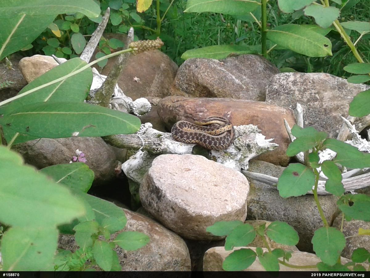Eastern Gartersnake
