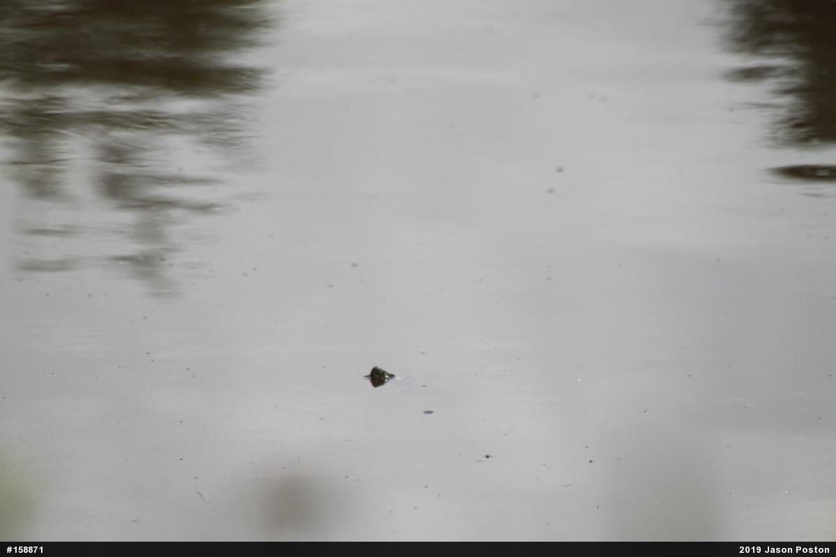 Painted Turtle